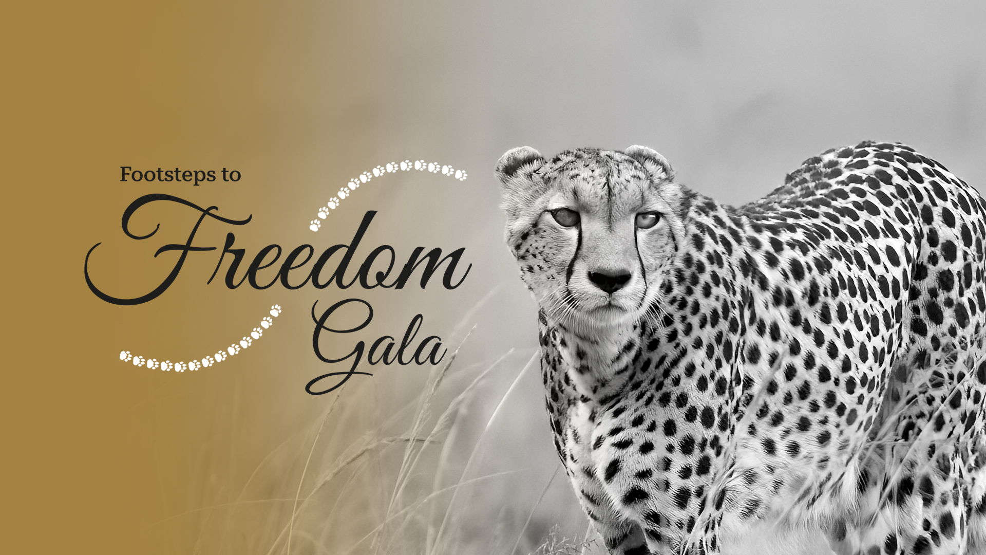 A sepia toine photo of a cheetah with the Footsteps to Freedom logo overlaid