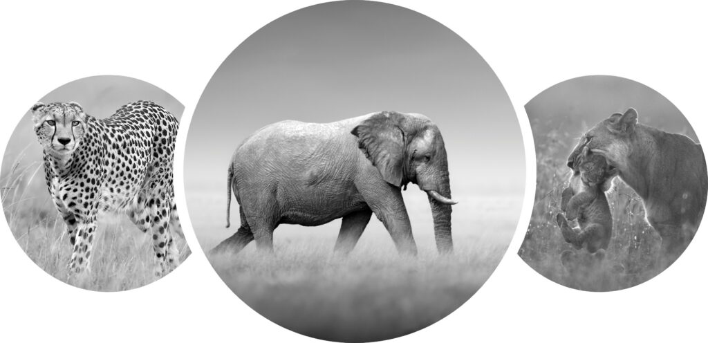 A montage of black and white images of a cheetah, an elephant and a lioness with a cub in her mouth