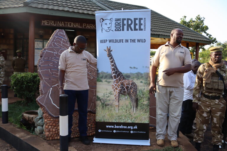 GIRAFFE DAY CELEBRATIONS IN KENYA