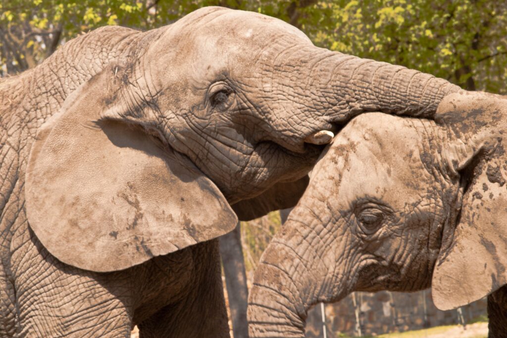 Two African elephants touch heads