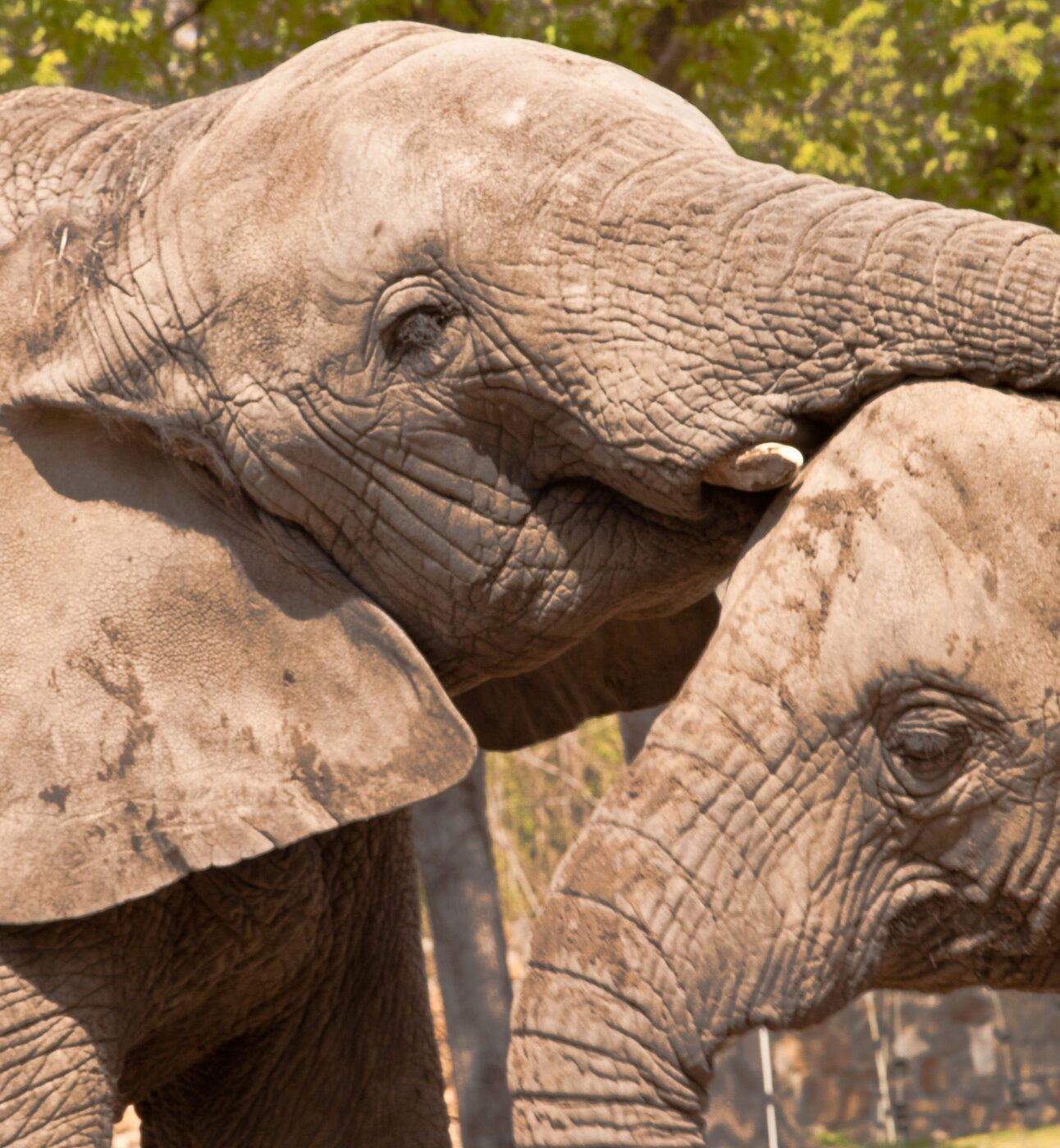 Two African elephants touch heads