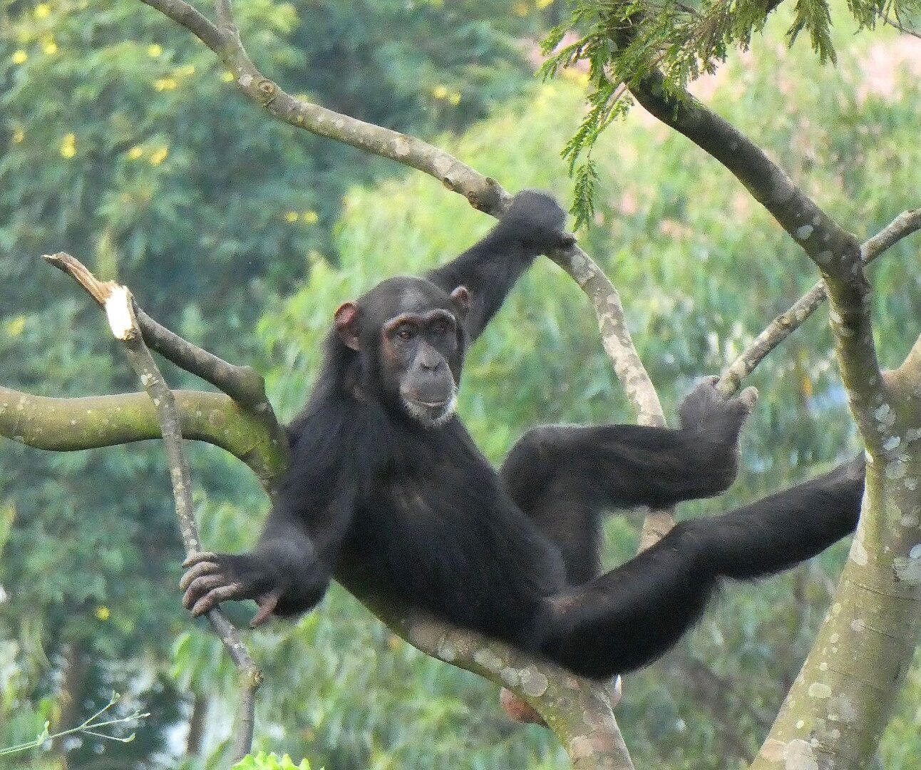 A chimpanzee swinging in the treetops
