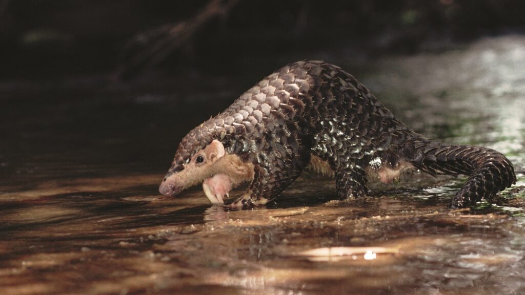 A Chinese pangolin