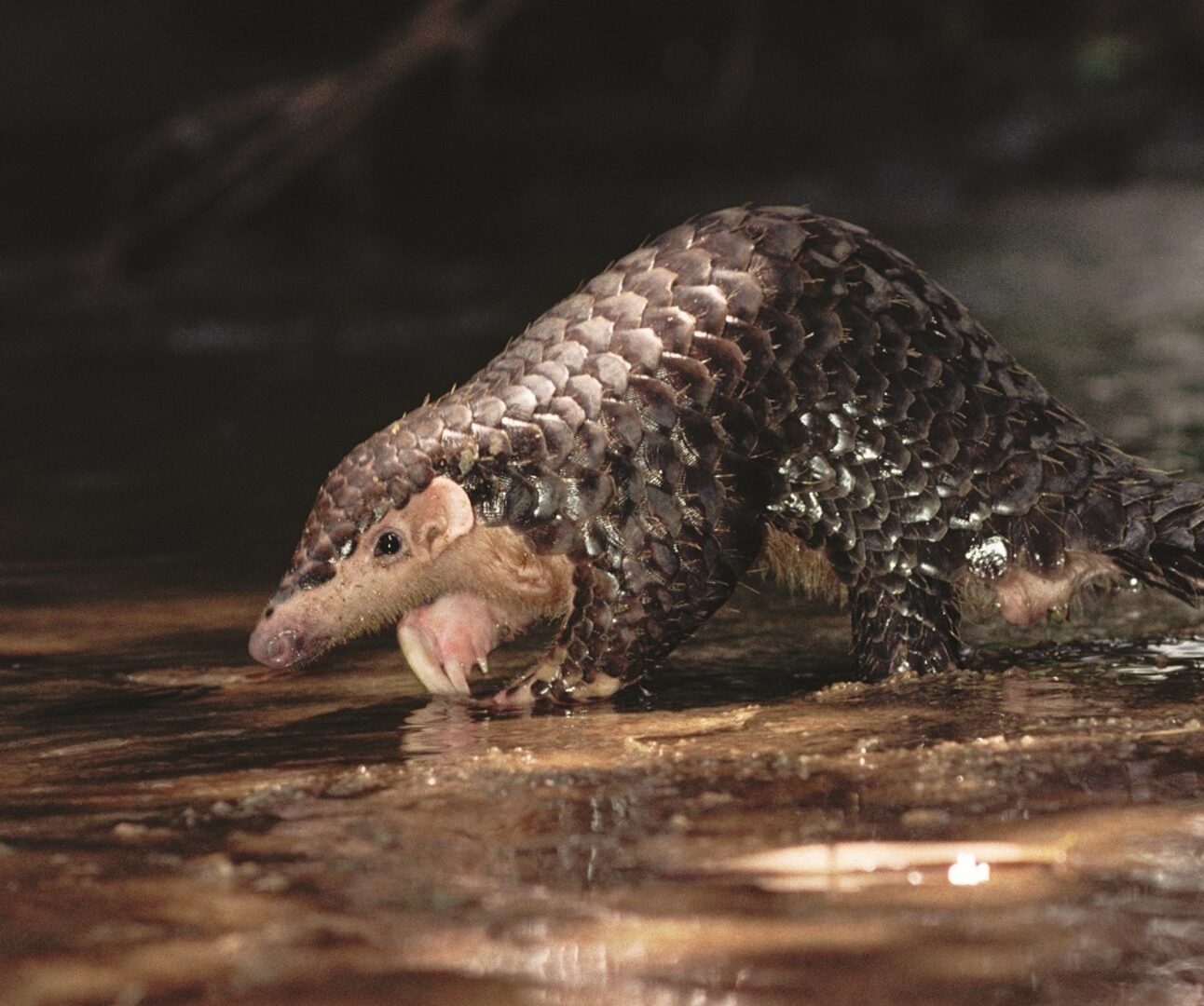 A Chinese pangolin