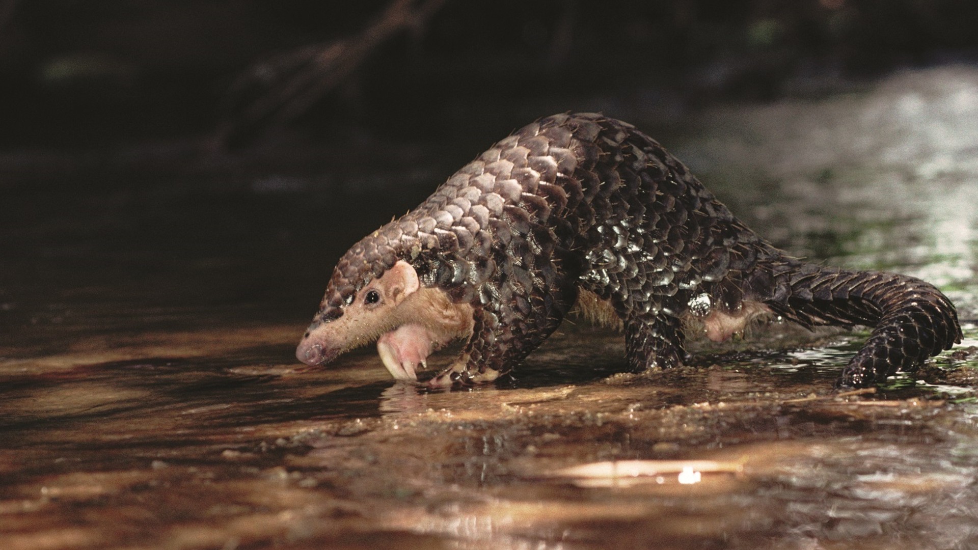 A Chinese pangolin