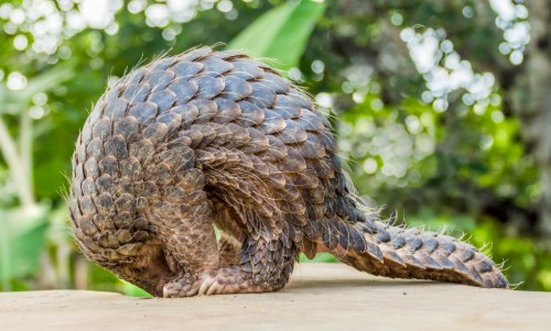 A pangolin curled up in a ball on a wall
