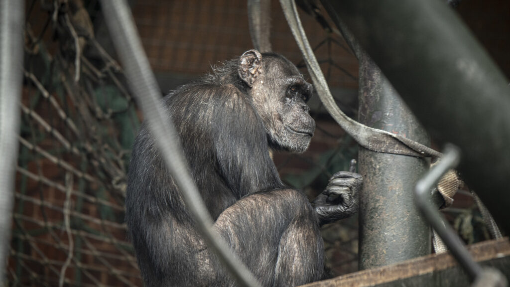 A chimpanzee sitting on a platform of an indoor zoo enclosure