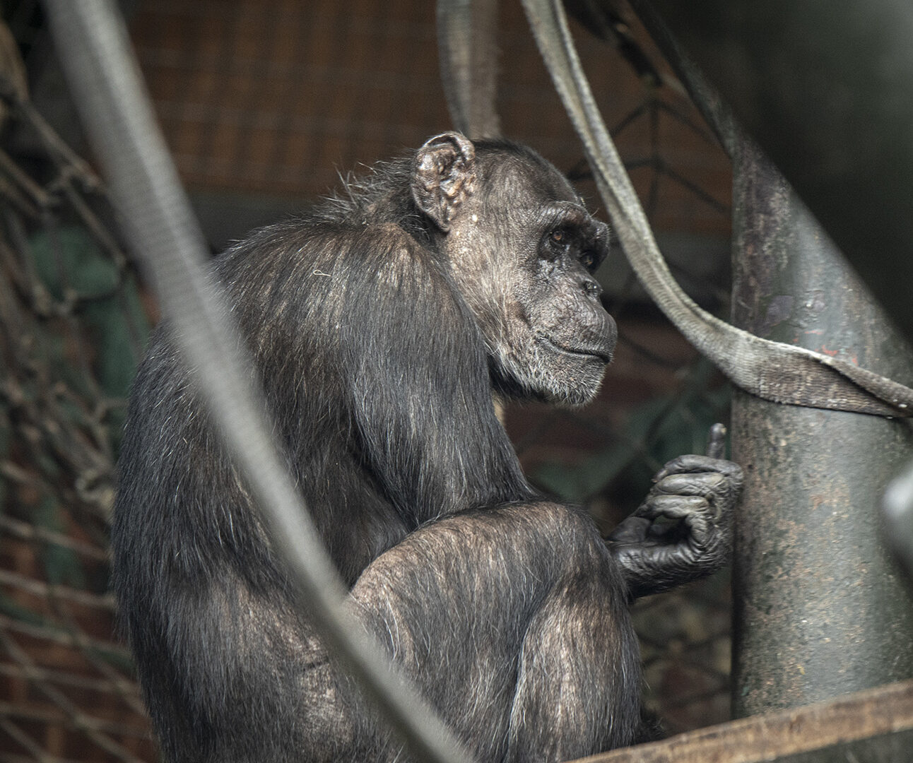 A chimpanzee sitting on a platform of an indoor zoo enclosure
