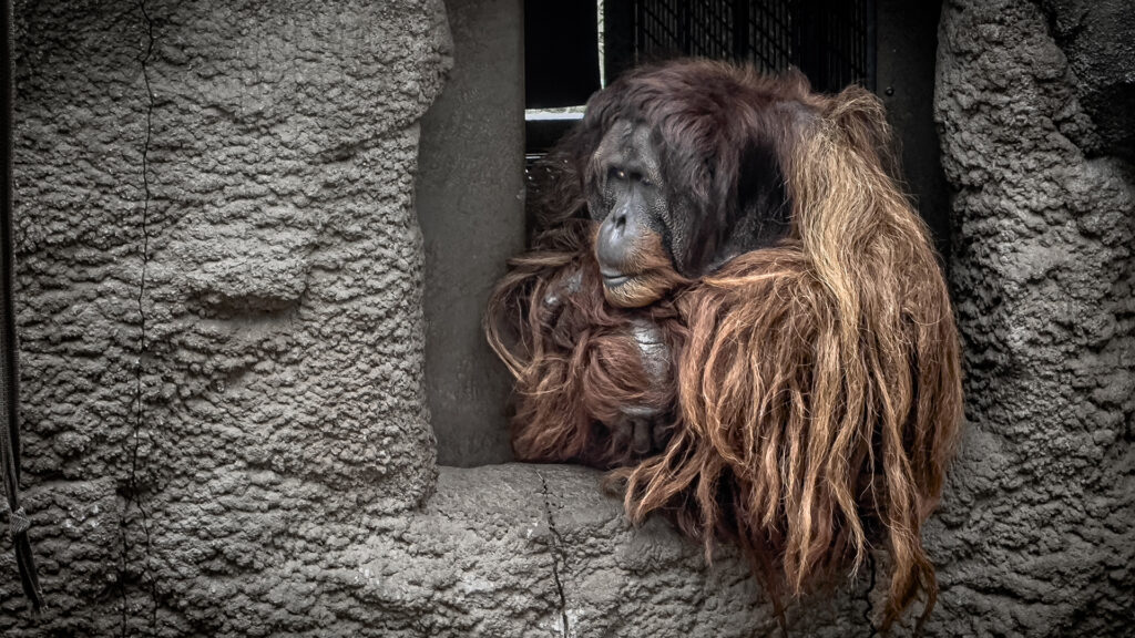 An orangutan with long, matted hair sitting inside its enclosure at Chester Zoo