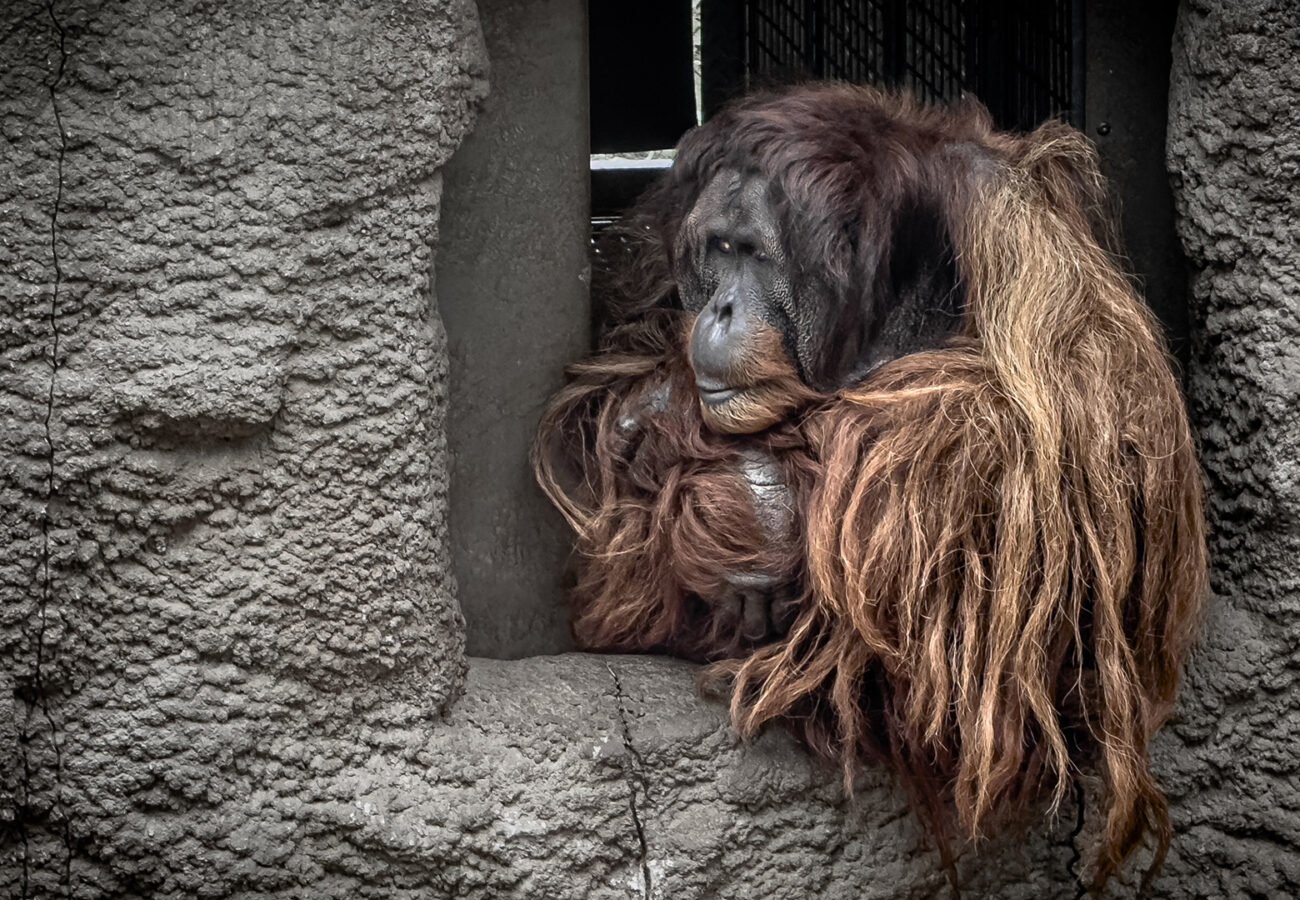 An orangutan with long, matted hair sitting inside its enclosure at Chester Zoo