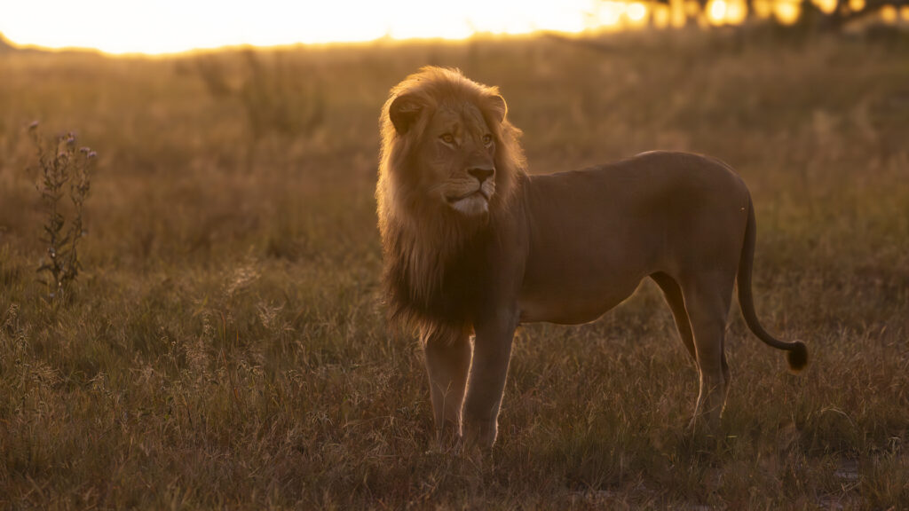 A male lion stands with the sun setting behind him, looking over his shoulder