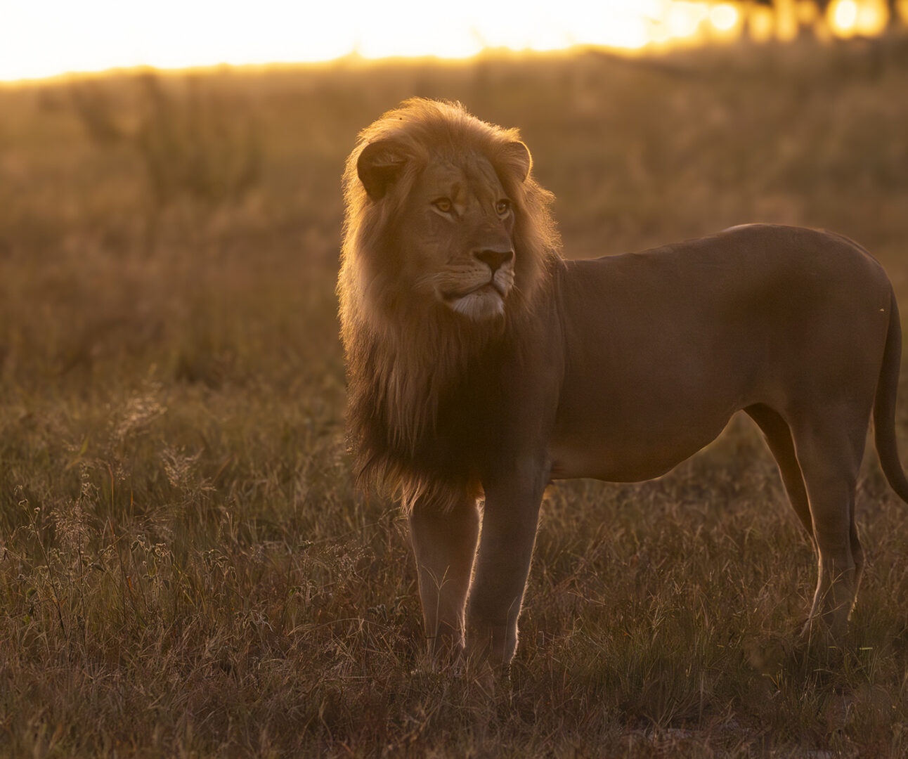 A male lion stands with the sun setting behind him, looking over his shoulder