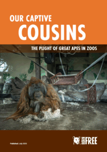 The front cover of a report called 'Our Captive Cousins: The Plight of Great Apes in Zoos' with an image of an orangutan in a zoo enclosure