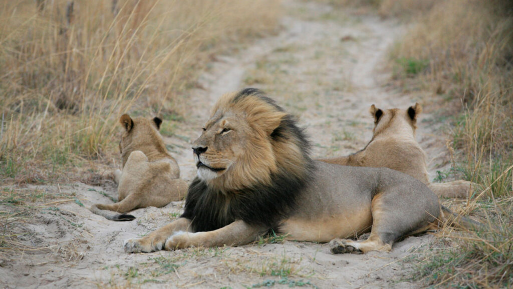 A male lion lies on the ground with two cubs laying behind him