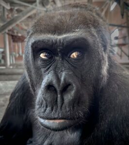 A gorilla at Twycross Zoo (c) Aaron Gekoski