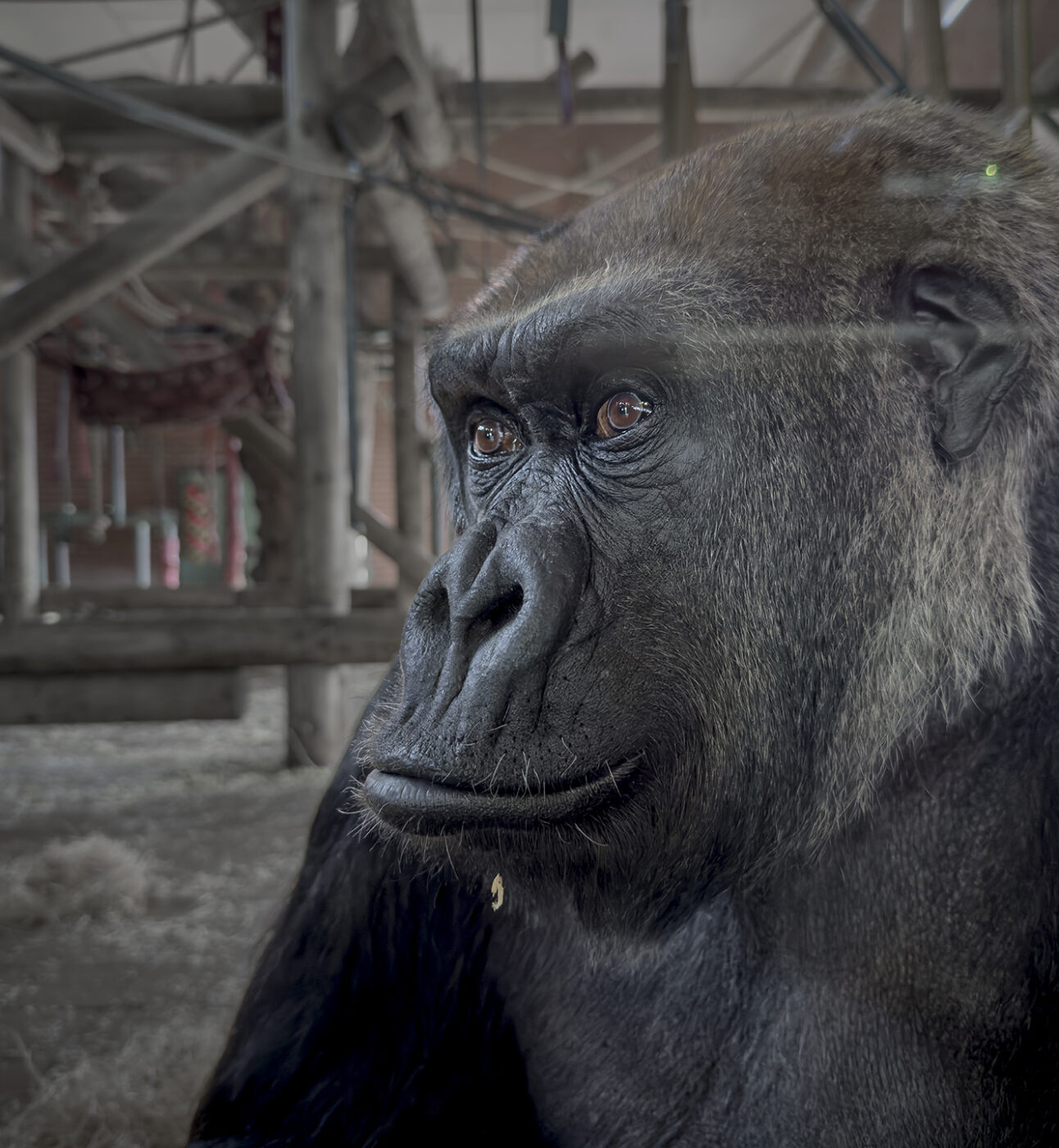Close up of a gorilla behind glass in an indoor zoo enclosure
