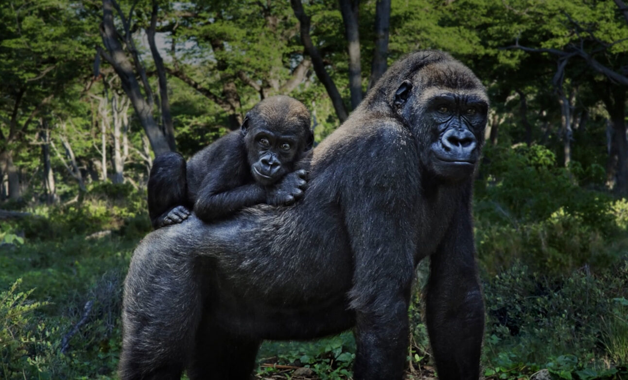 A gorilla is standing in the forest with a baby gorilla clinging to its back
