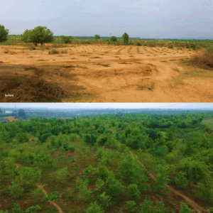 Habitat Restoration before after