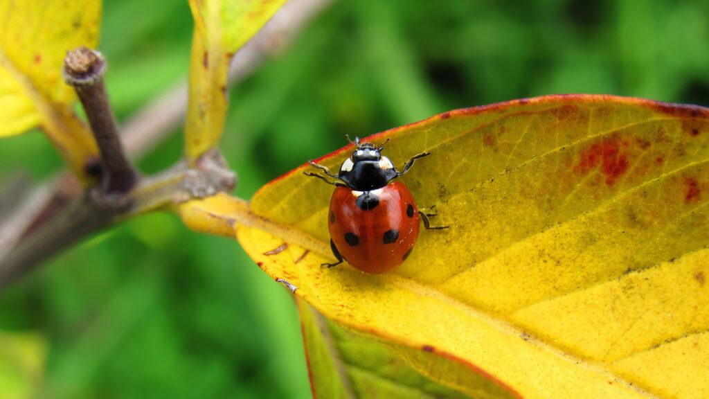 A close-up image of a ladybird on a yellow-coloured leaf