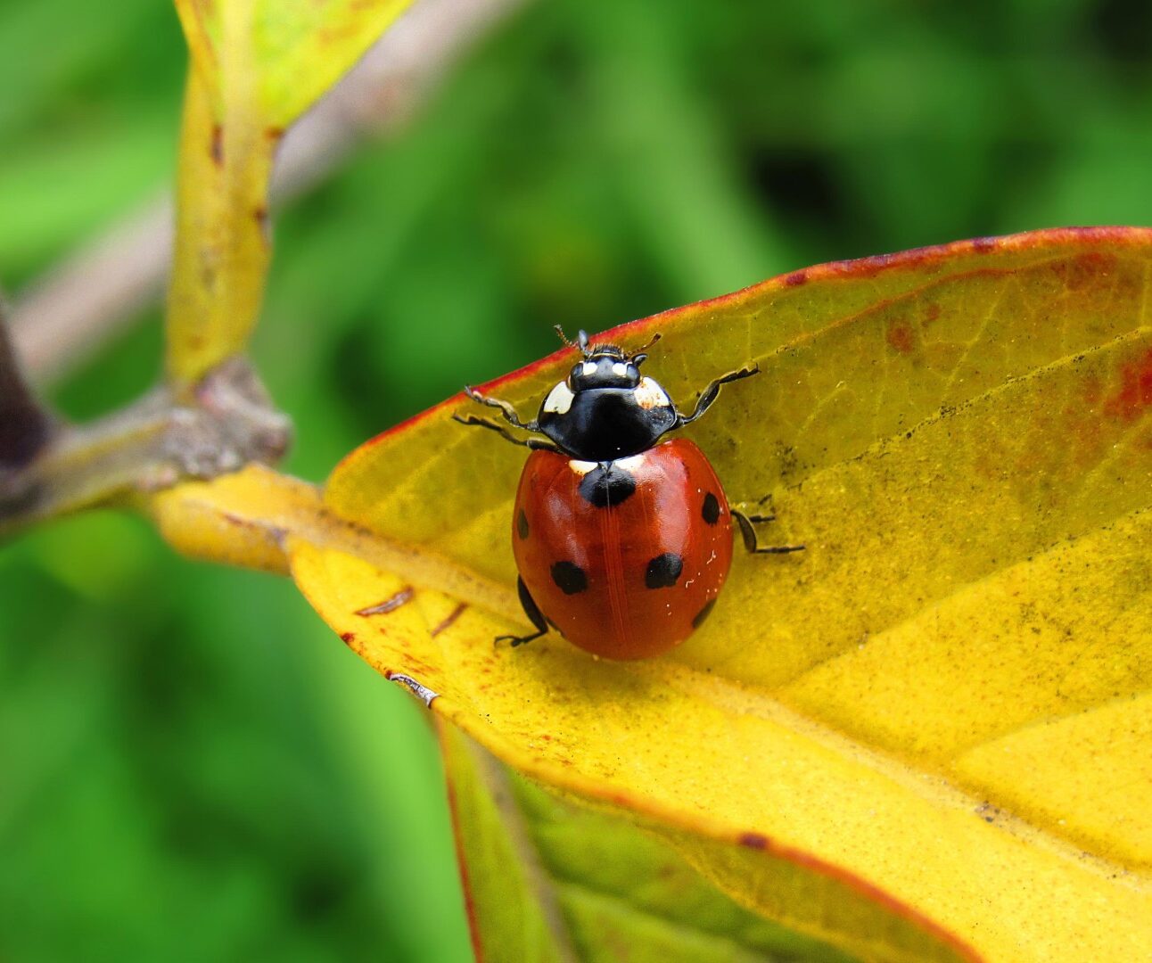 A close-up image of a ladybird on a yellow-coloured leaf