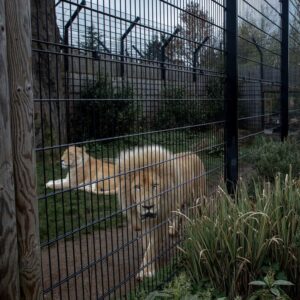 Two lions in a zoo enclosure - one is pacing along the fence line