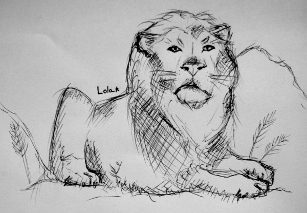 A biro drawing of a lion
