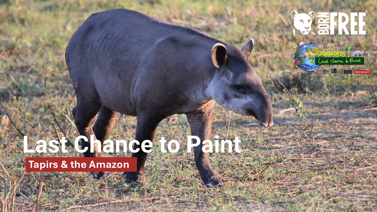 Last Chance to Paint: Tapirs and the Amazon
