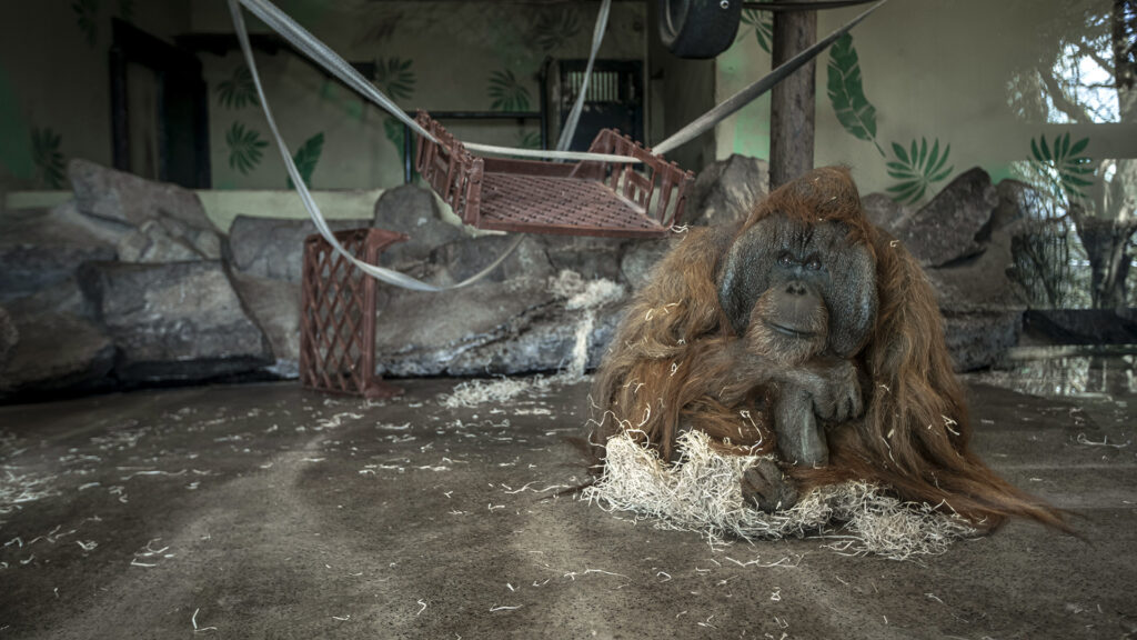 An orangutan sits on the concrete floor of its enclosure at Dudley Zoo