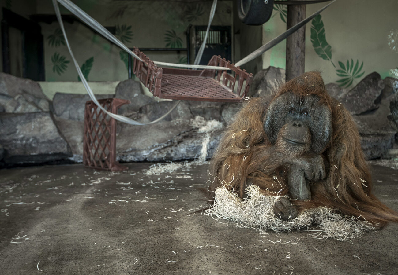 An orangutan sits on the concrete floor of its enclosure at Dudley Zoo