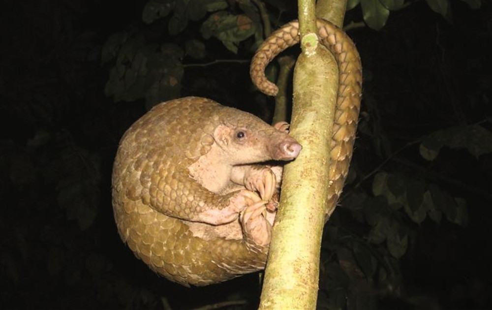 A Philippine Pangolin hanging from a tree branch, by its tail
