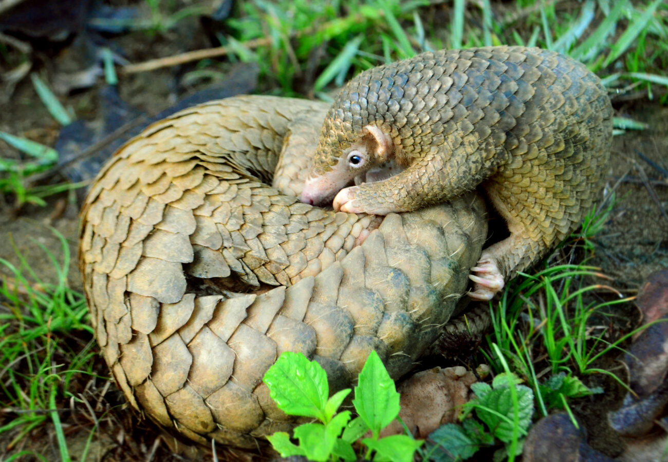 Two Philippine pangolins curled up together