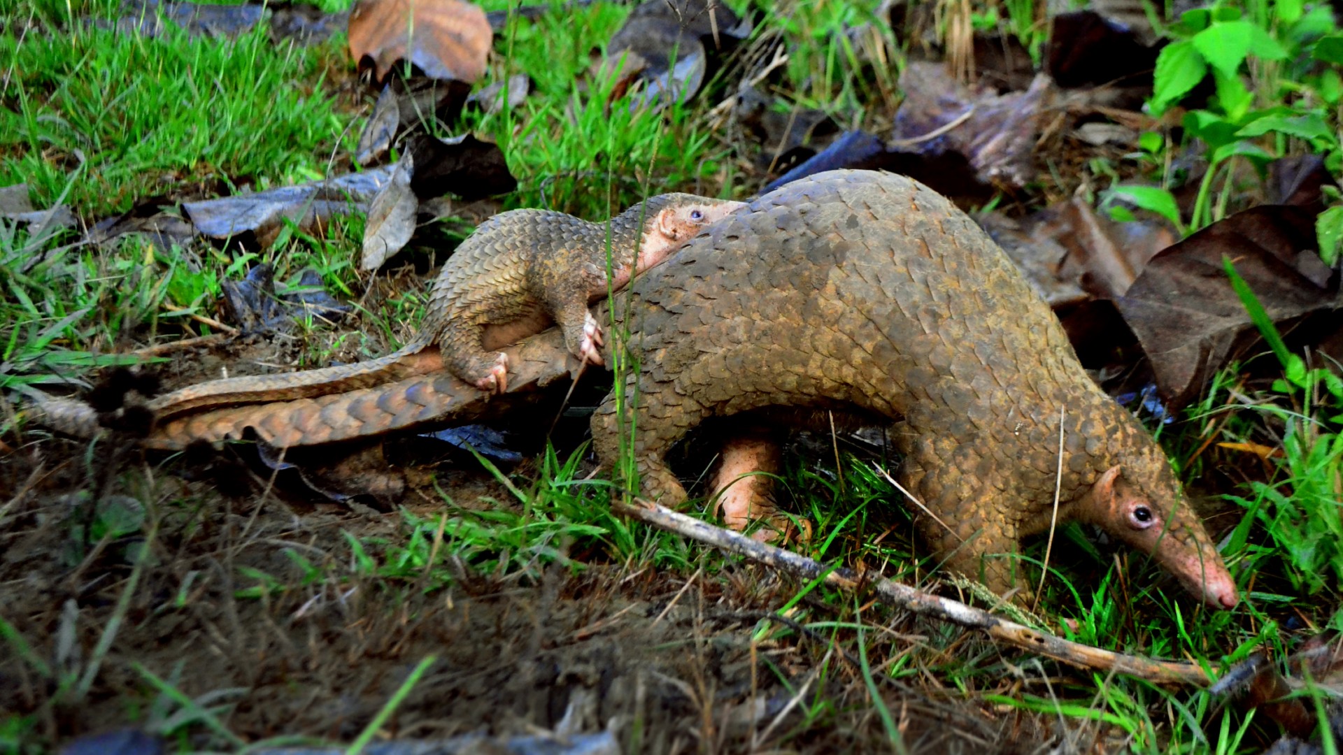 An adult Philippine pangolin with a youngster riding on its tail