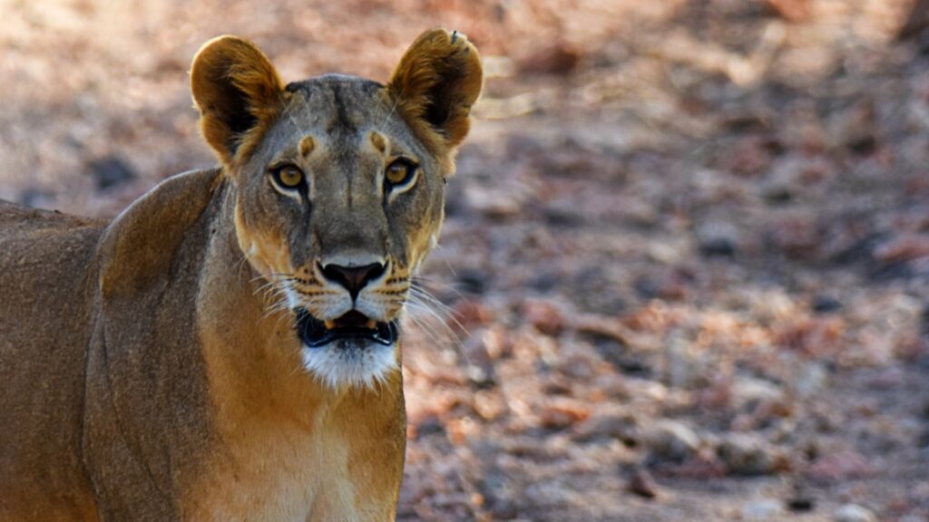 A close-up portrait of a lioness looking directly into the camera lens