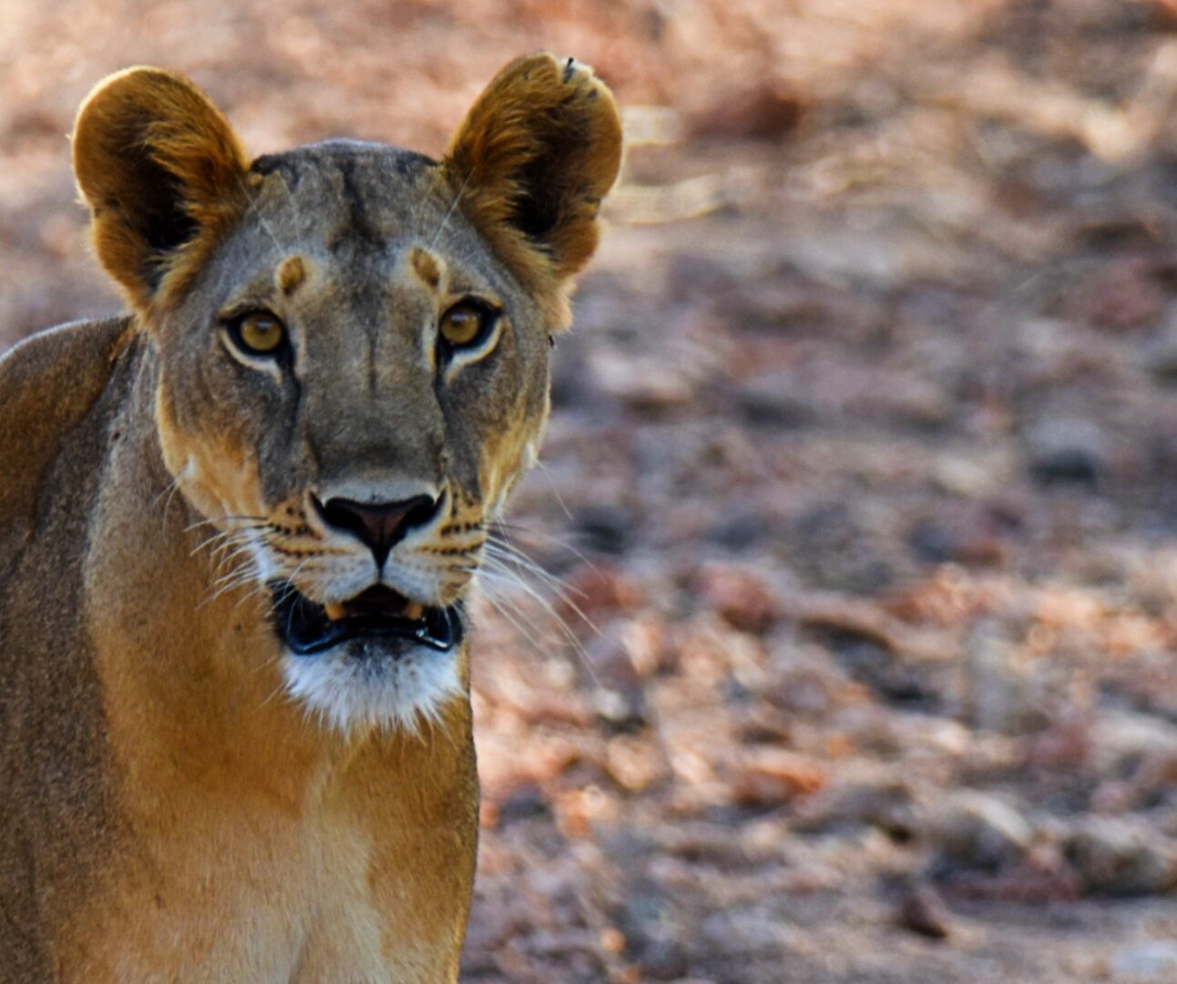 A close-up portrait of a lioness looking directly into the camera lens