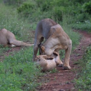 A lioness playing with a cub on the grass