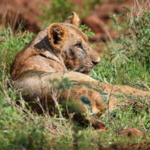 A lioness lying in long grass
