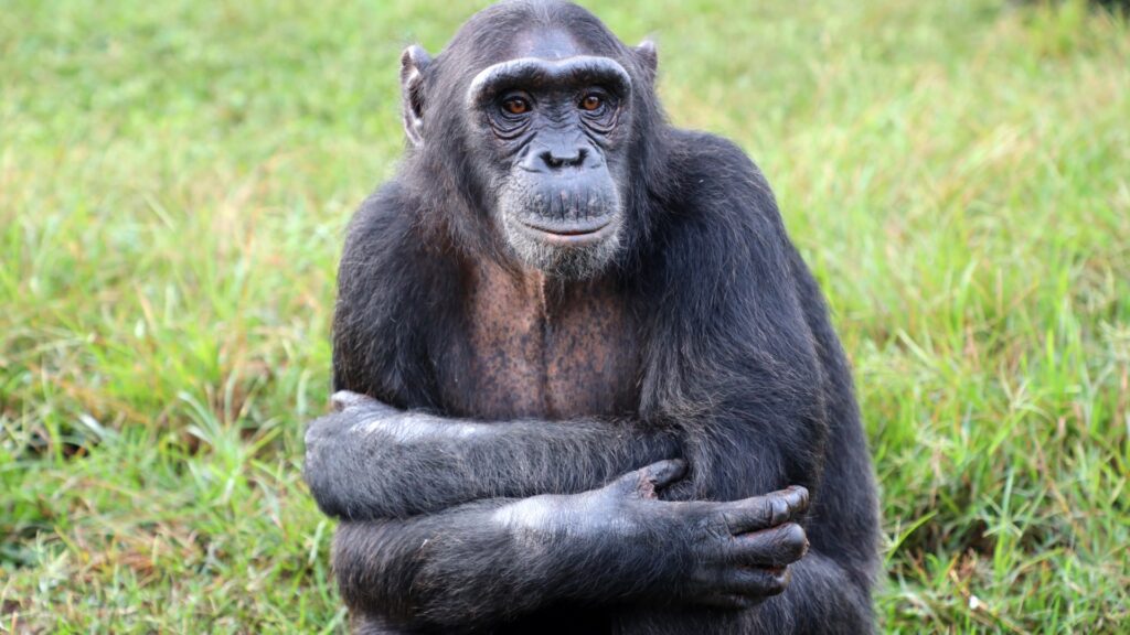 A photo of a chimpanzee sitting on the grass with their arms folded across their chest