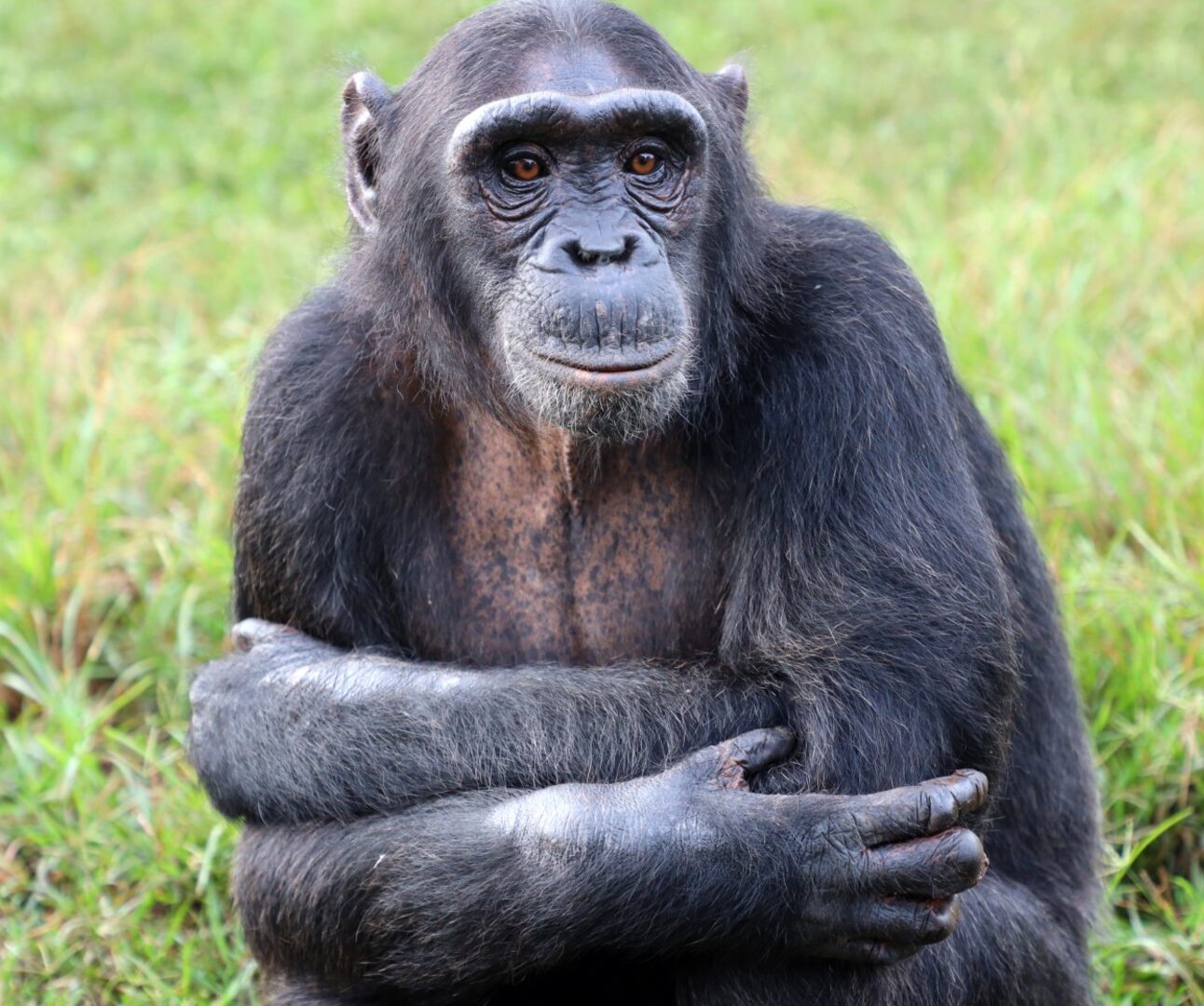 A photo of a chimpanzee sitting on the grass with their arms folded across their chest