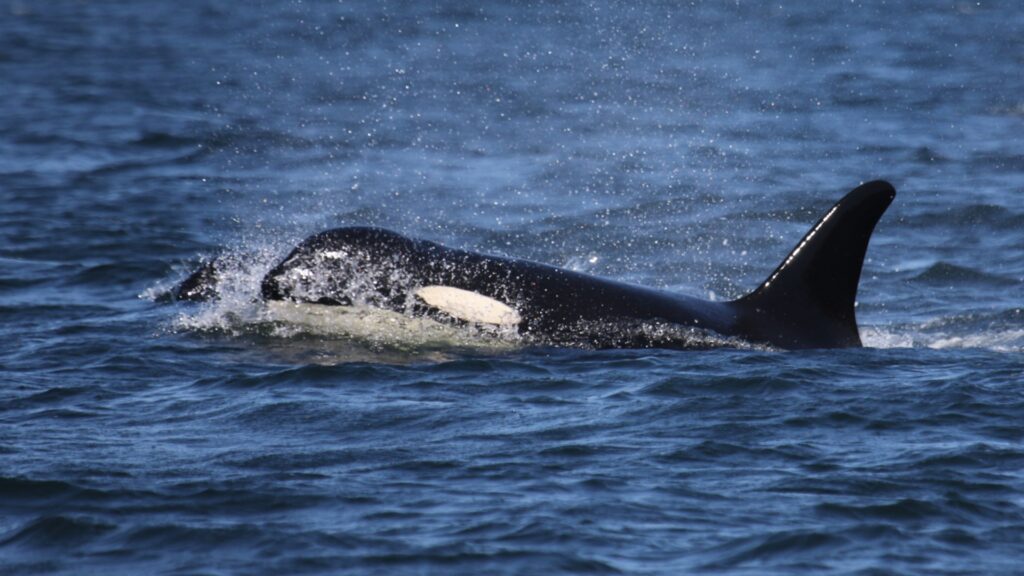 An orca swimming in the sea