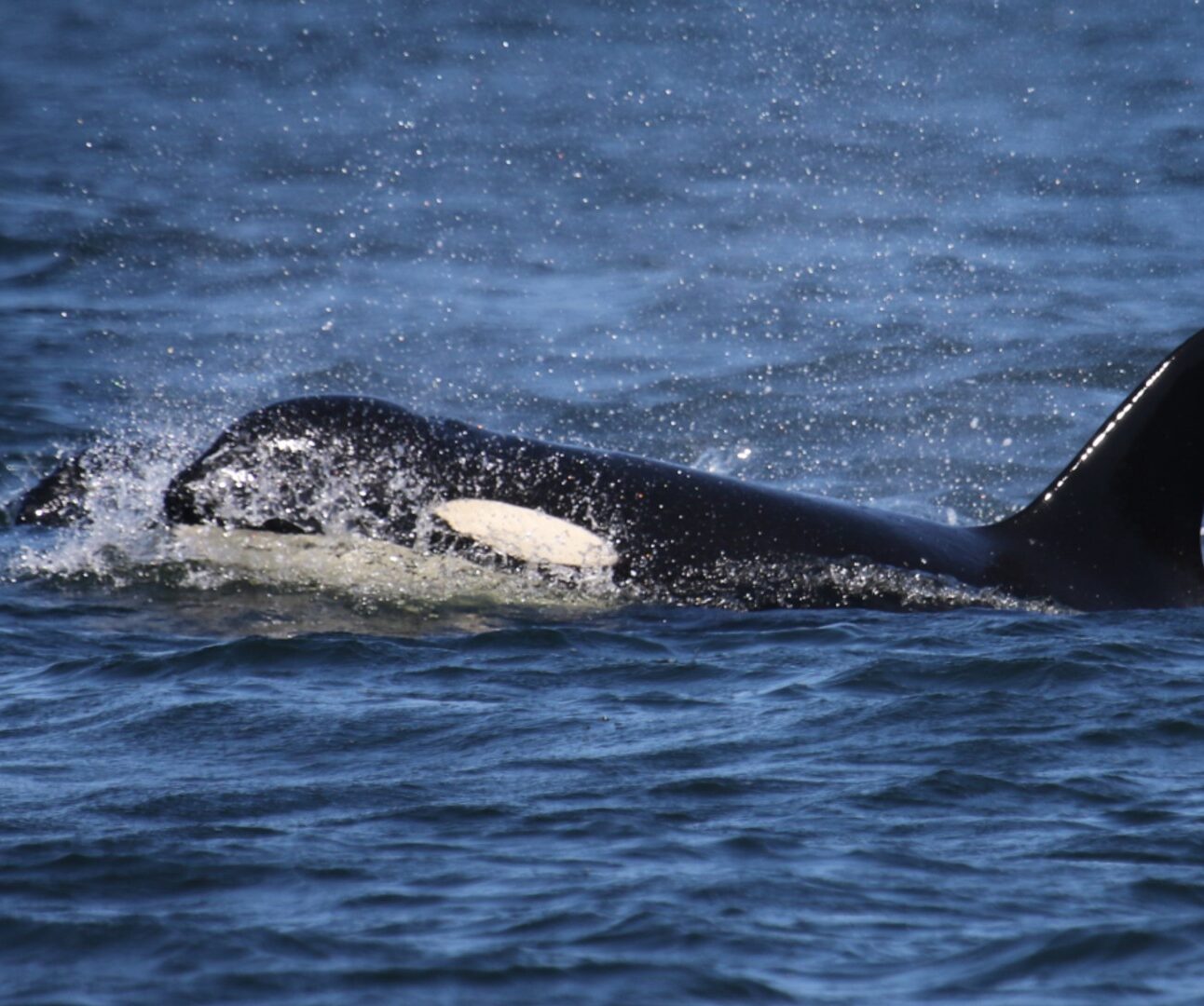 An orca swimming in the sea