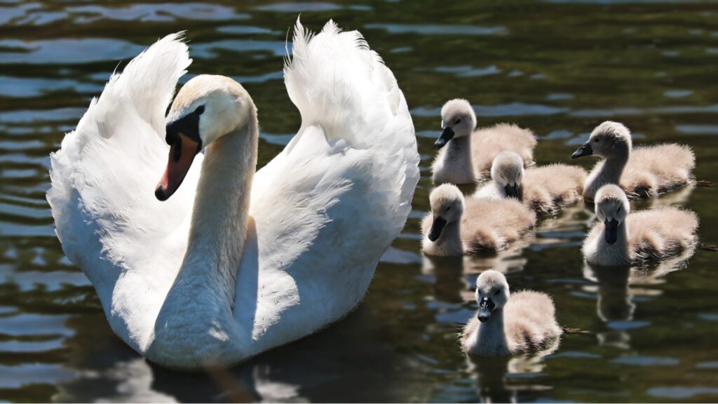 A swan on the river with her 5 cygnets