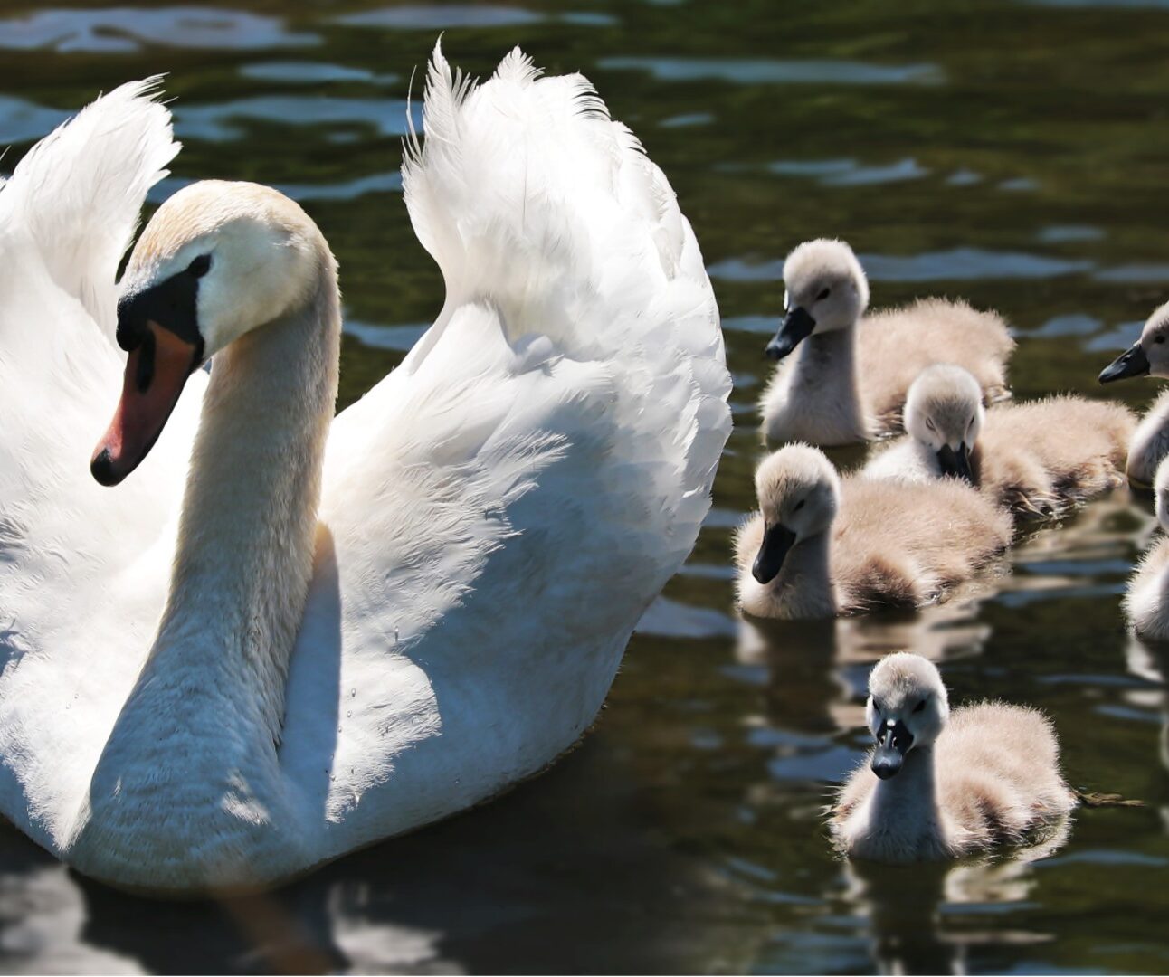 A swan on the river with her 5 cygnets