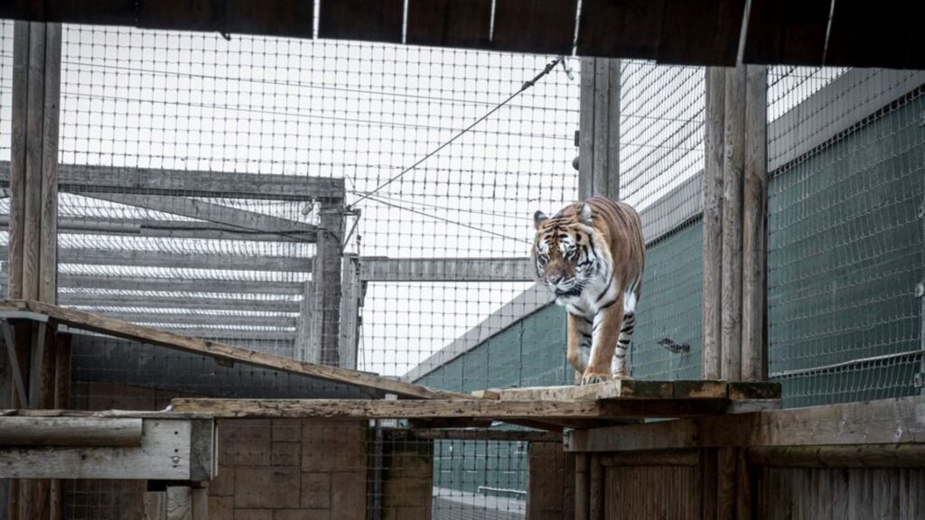 A solitary tiger in a barren zoo enclosure