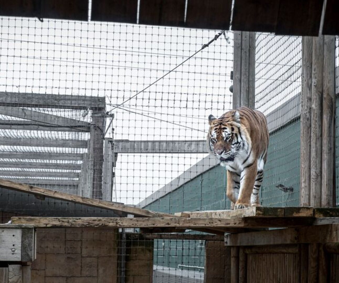 A solitary tiger in a barren zoo enclosure