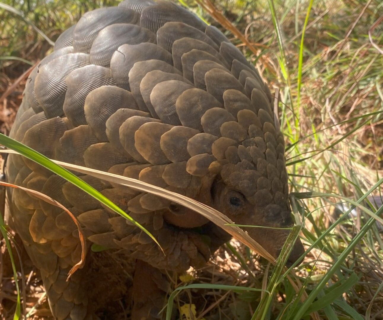 A close-up photo of a pangolin standing amongst long grass