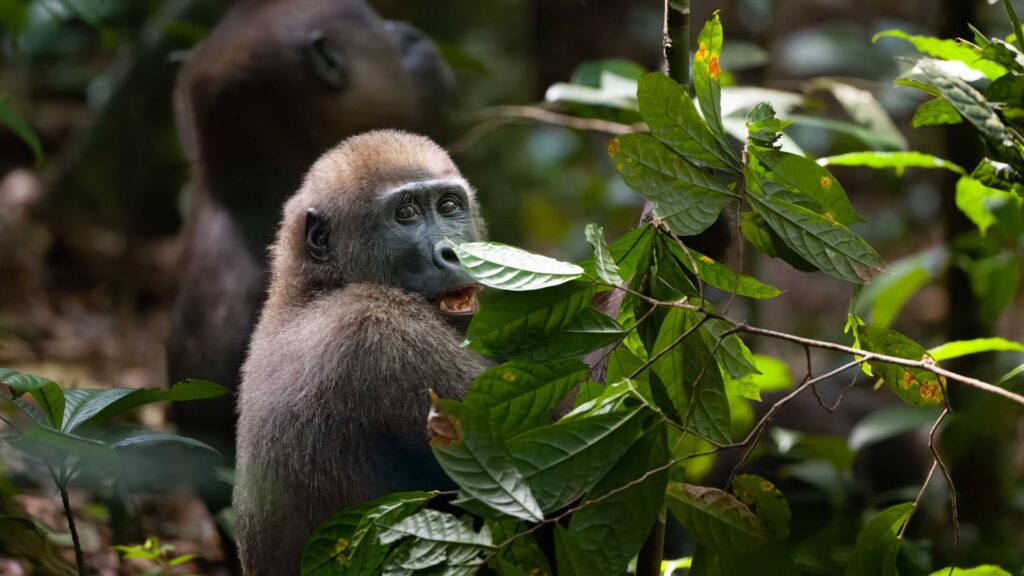 A young gorilla sitting amonsgt green bushes and plants with an adult gorilla in the background