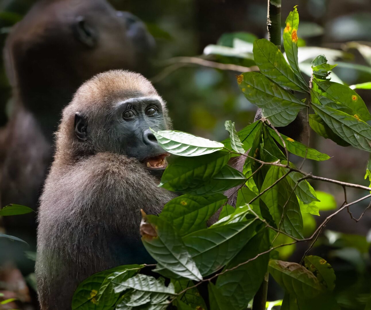 A young gorilla sitting amonsgt green bushes and plants with an adult gorilla in the background