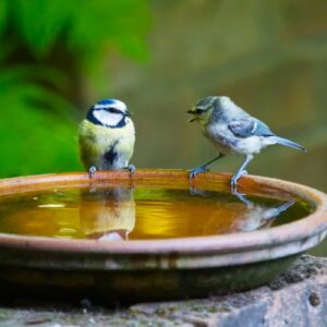Two blue-tits sitting on the edge of a bird bath