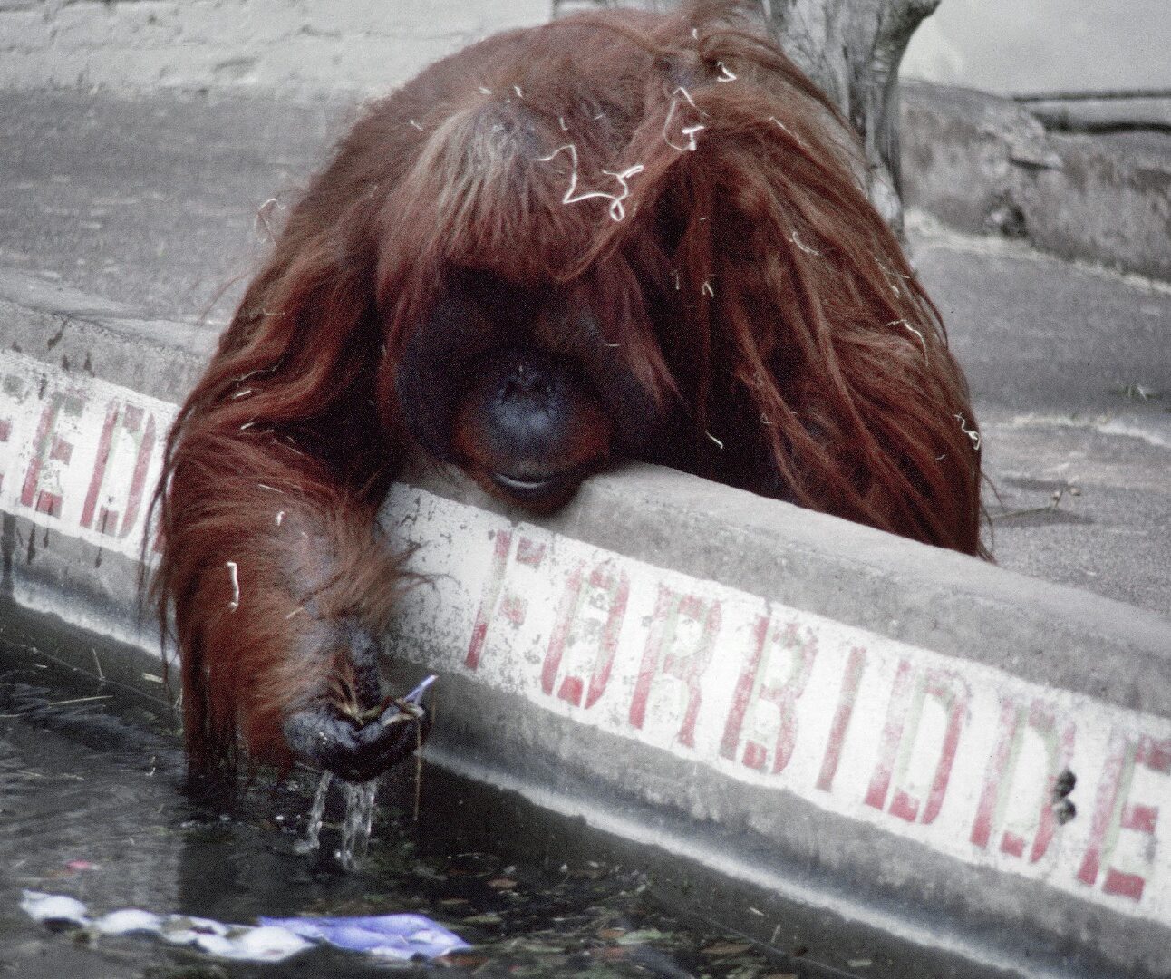 Adult male Bornean Orangutan fishes rubbish from moat (for anything edible) at Dudley Zoo