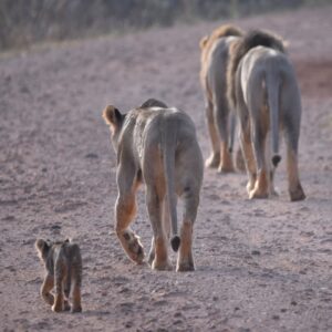 A lion cub walking with a lioness and an adult male lion, down a dusty track